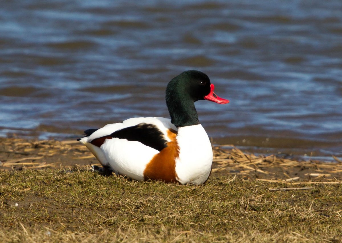 Свиязь мадаринка пеганка гагара нырок