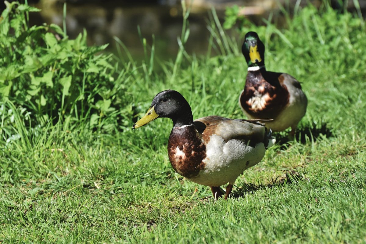 Пеганка Огарь новозеландский