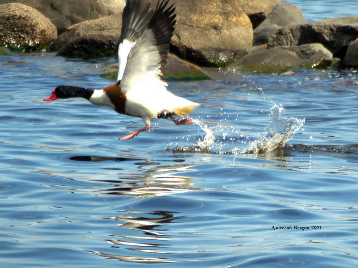 Дикая утка пеганка