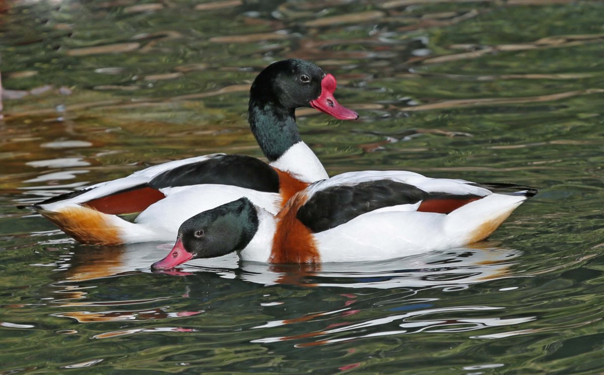 Australian Shelduck