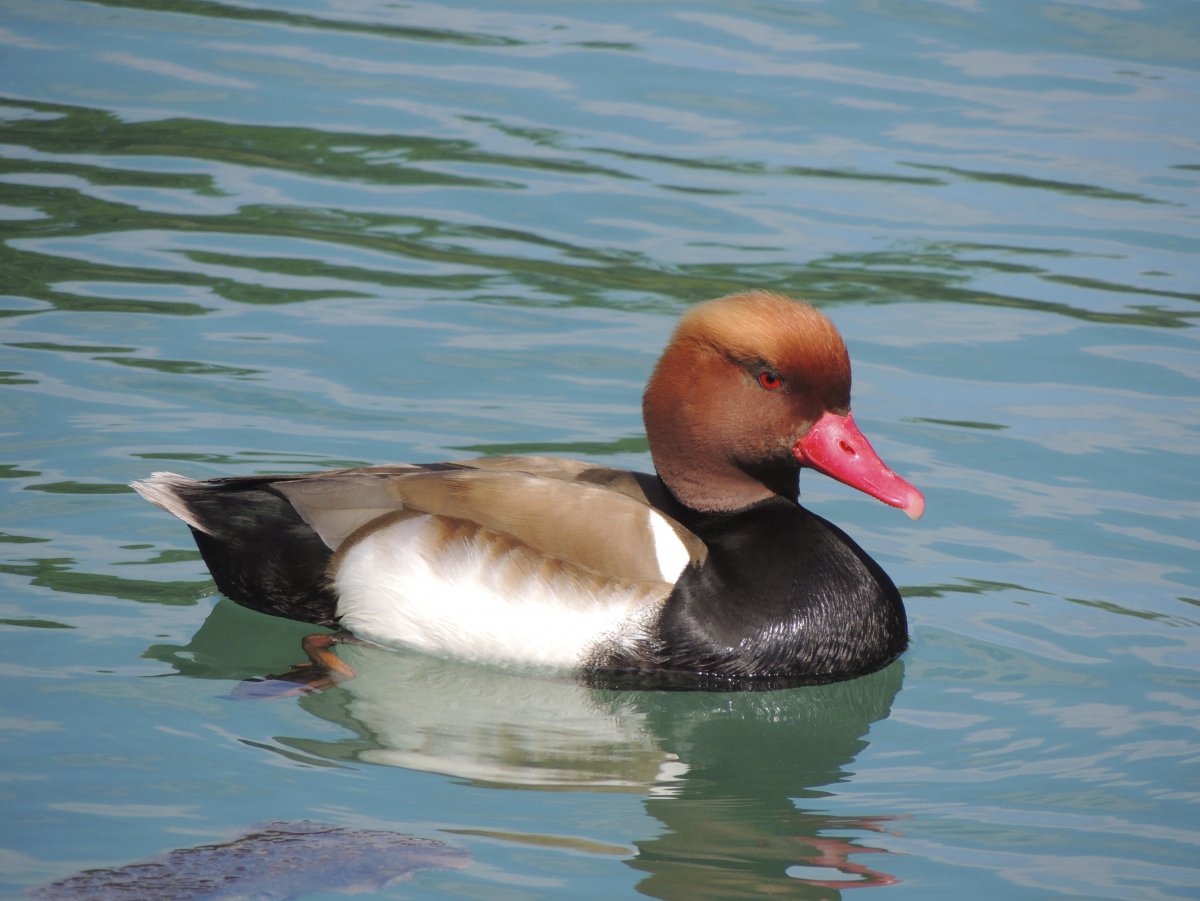 Австралийская пеганка