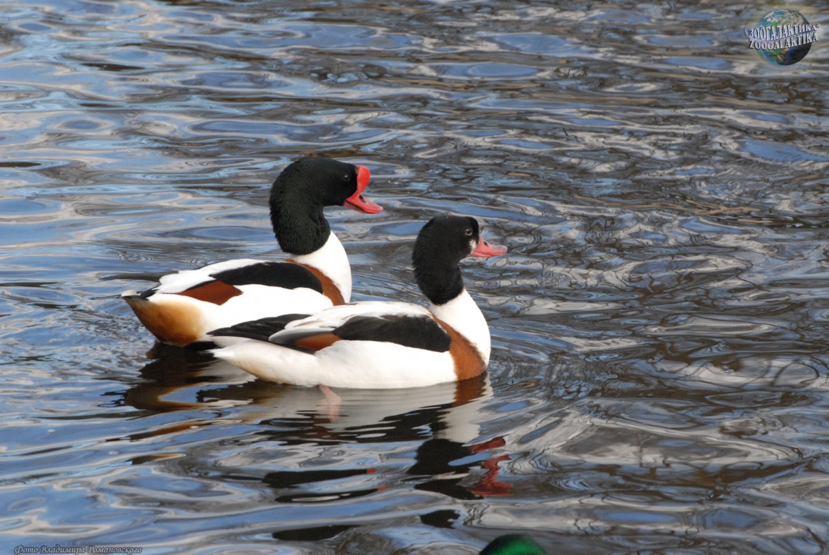 Пеганка обыкновенная