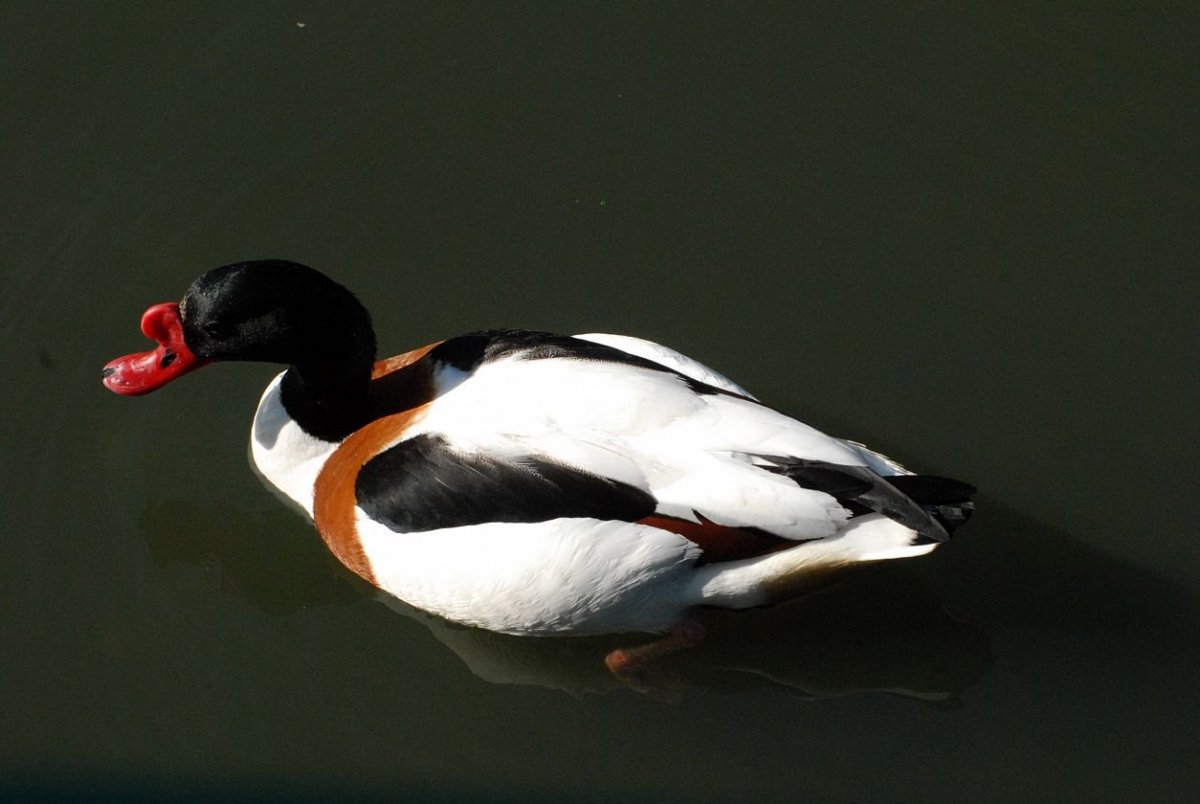 Хохлатая пеганка Tadorna cristata