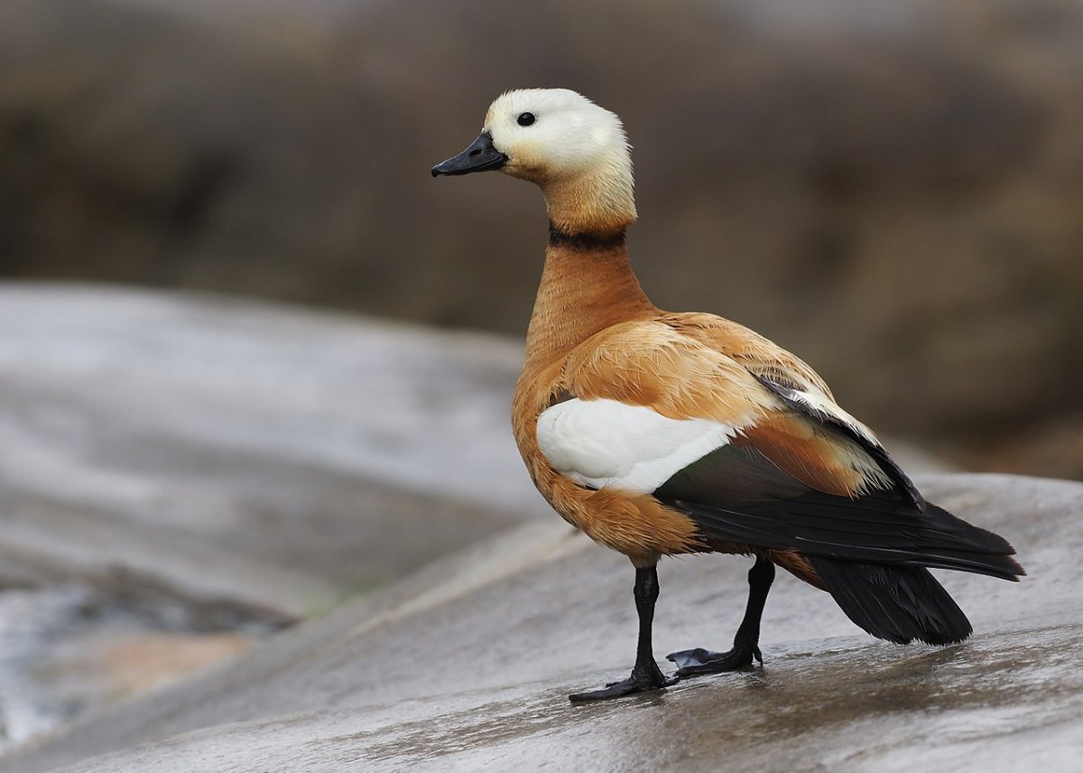 Огарь обыкновенный