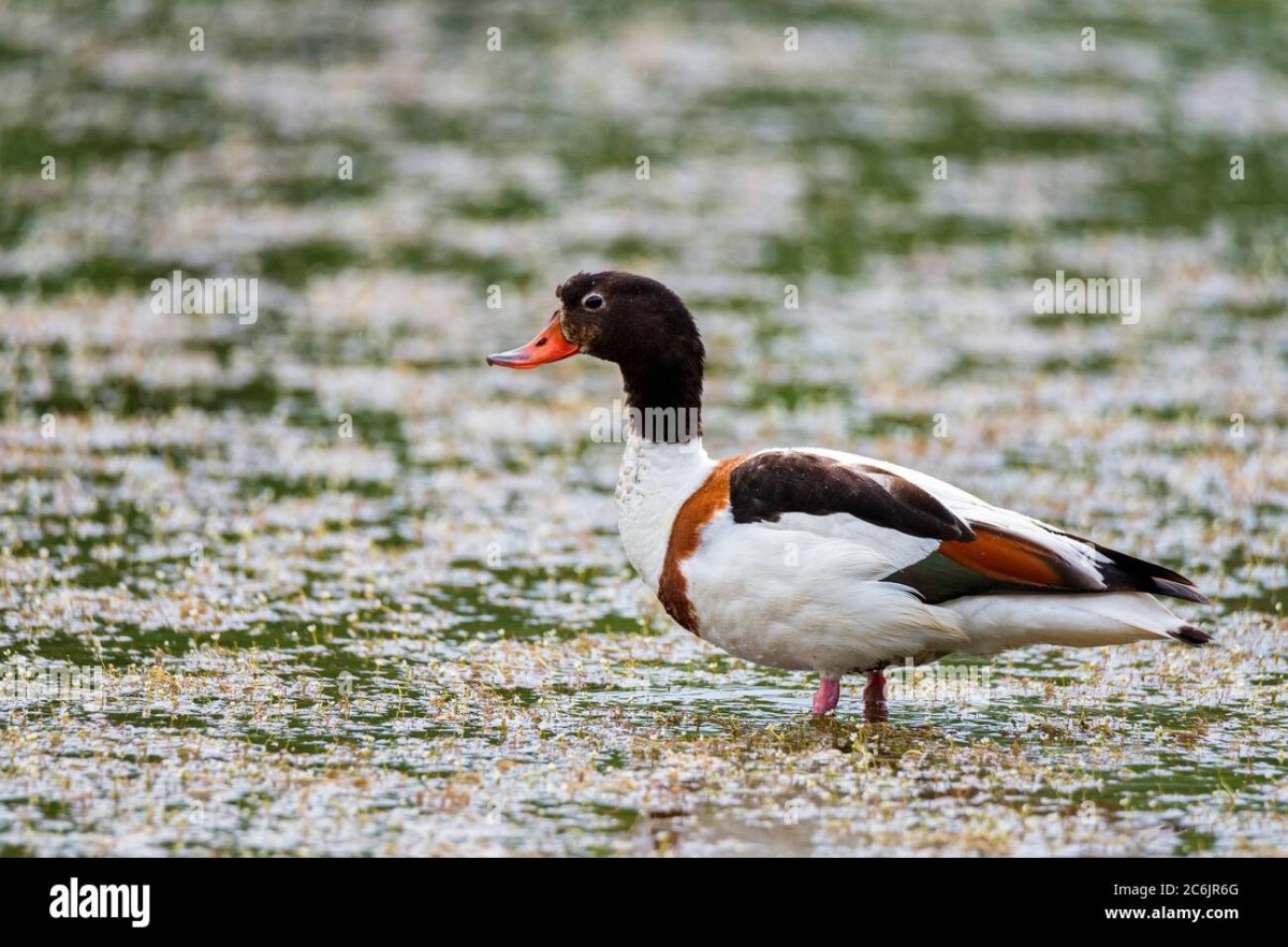 Огарь и пеганка