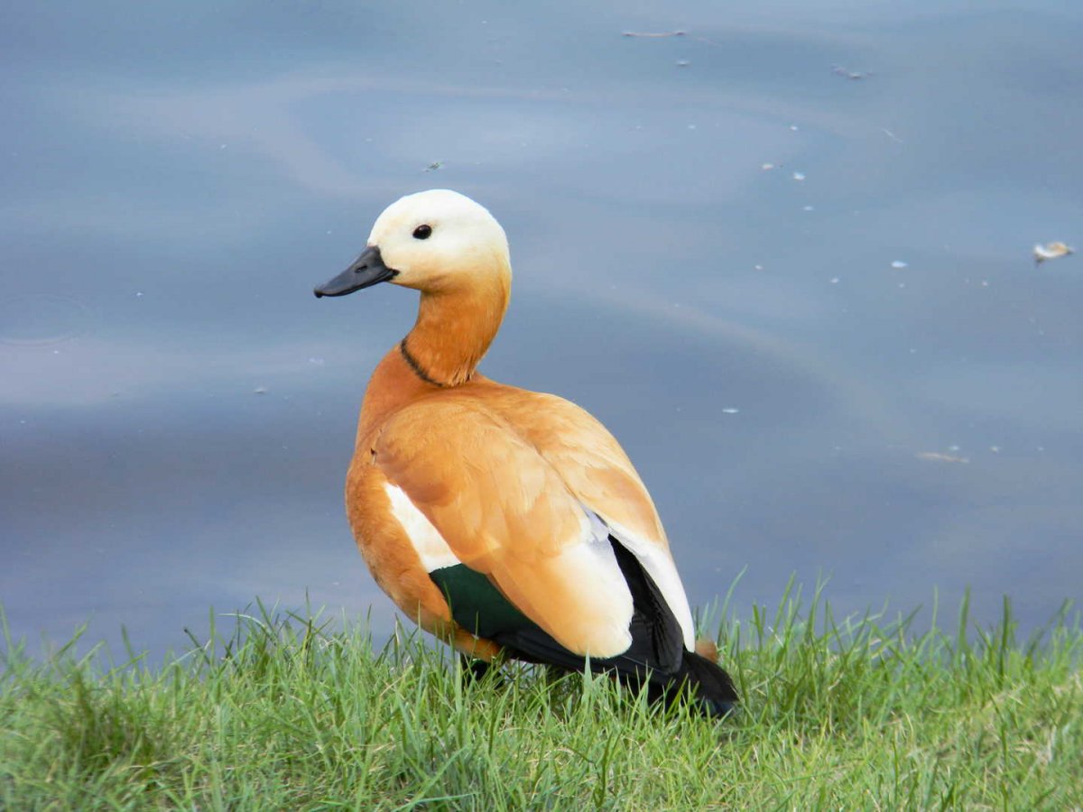 Красная утка Огарь