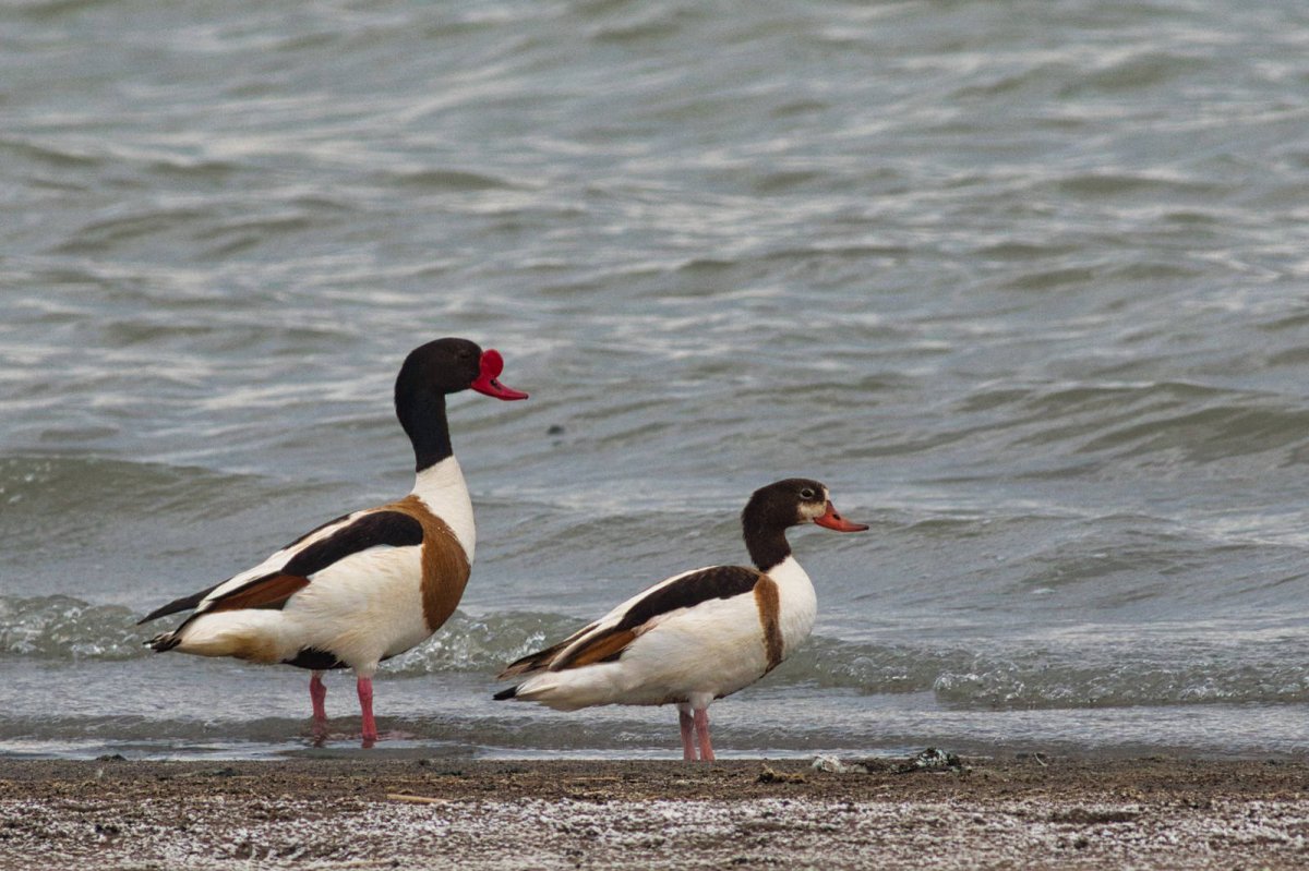 Утка пеганка фото птицы