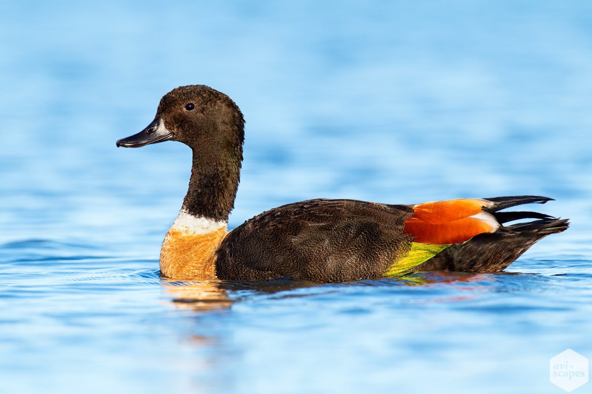 Селезень аргентинской утки