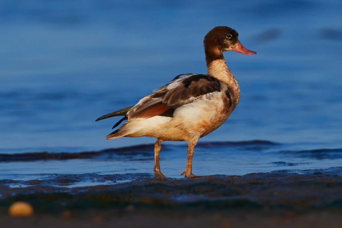 Дикая утка пеганка