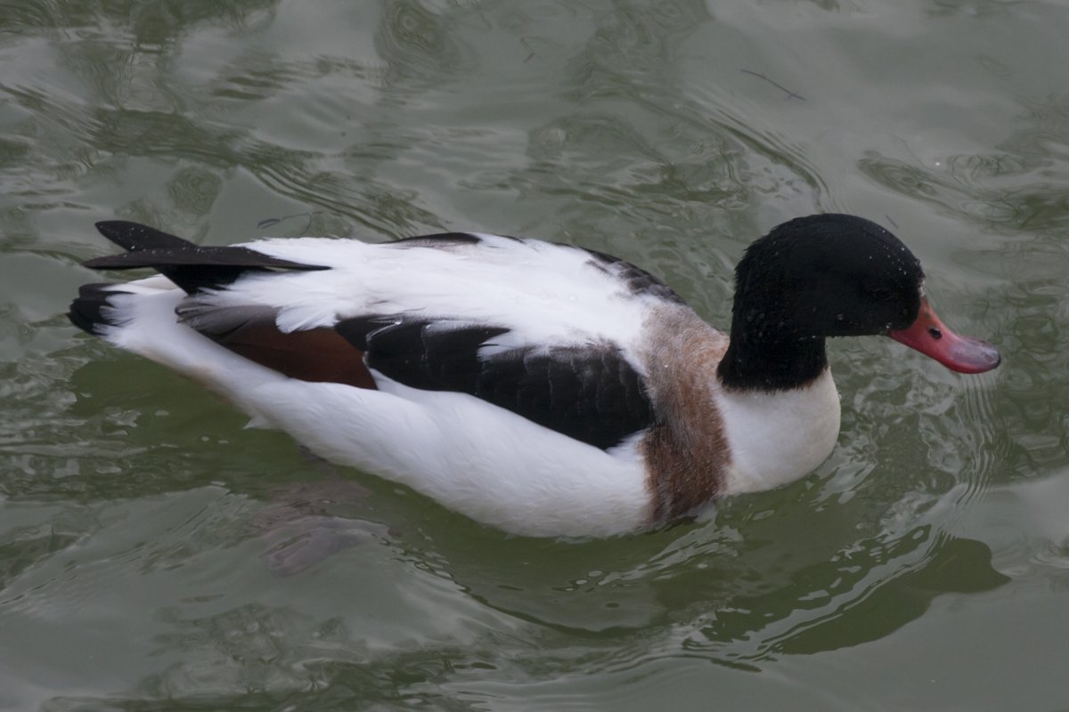 Вода плавательные птица красная