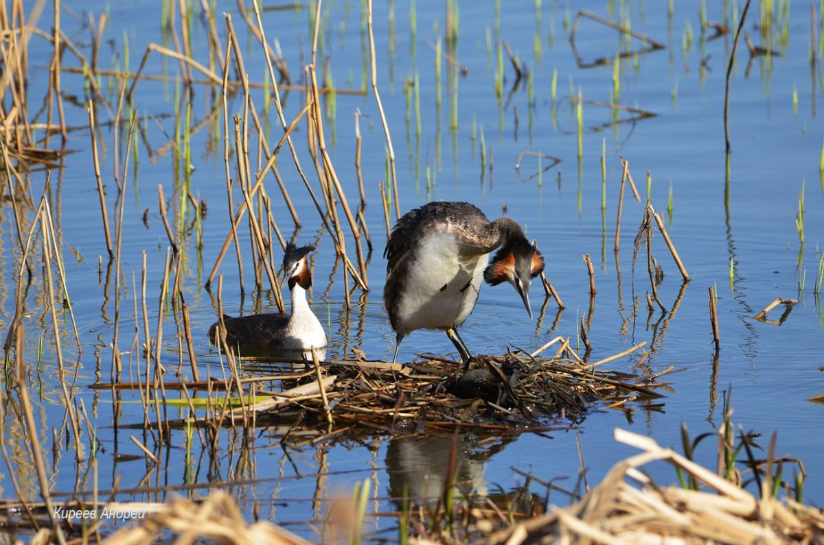Аргентинский Озерный селезень