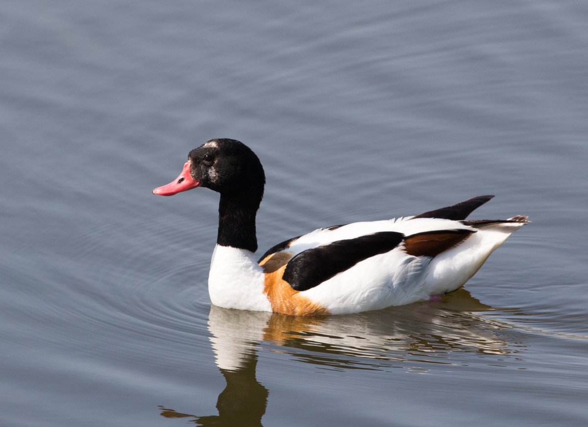 Гусеобразные Утиные кряква