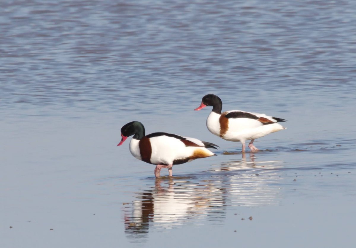 Чирок трескунок