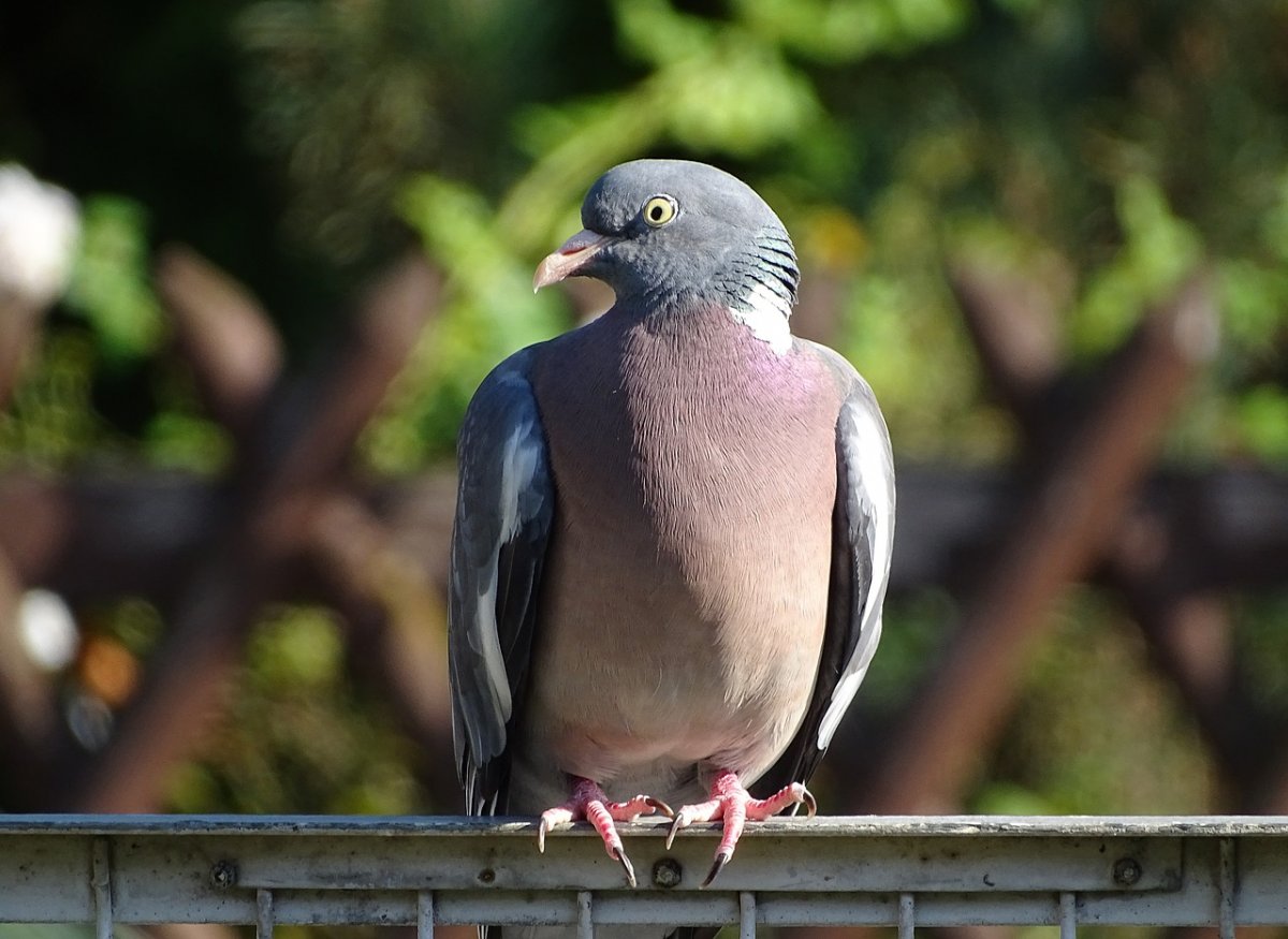 Вяхирь Columba palumbus ареал