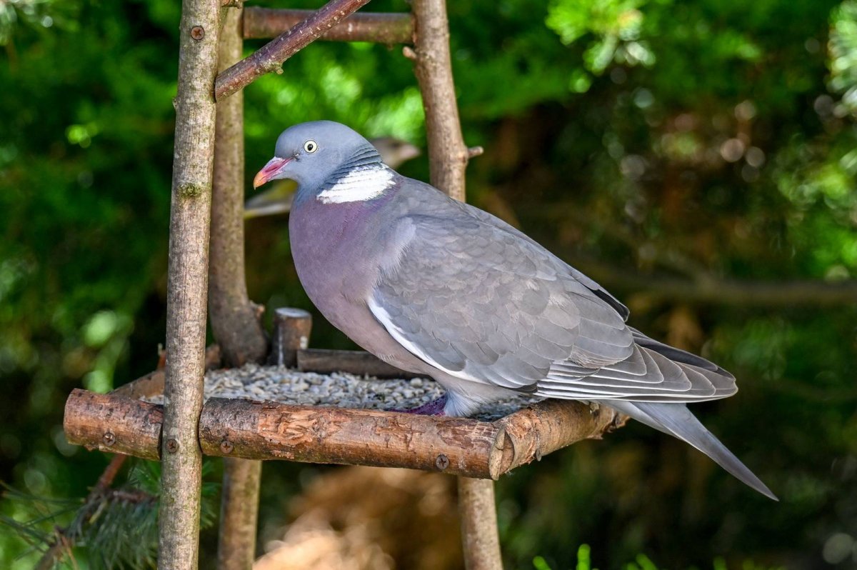 Вяхирь (Columba palumbus) на Урале