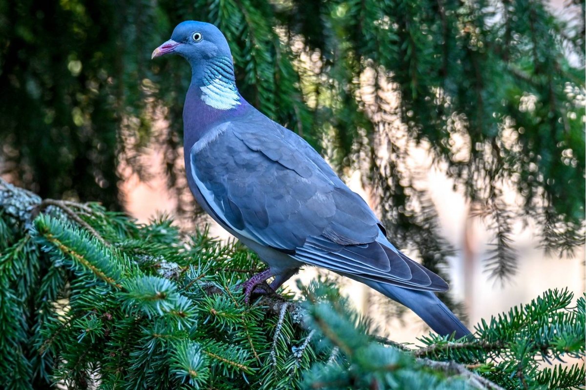 Порода голубей дикой породы Горлица