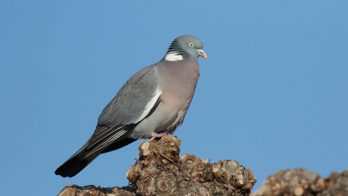 Голубь вяхирь ареал обитания
