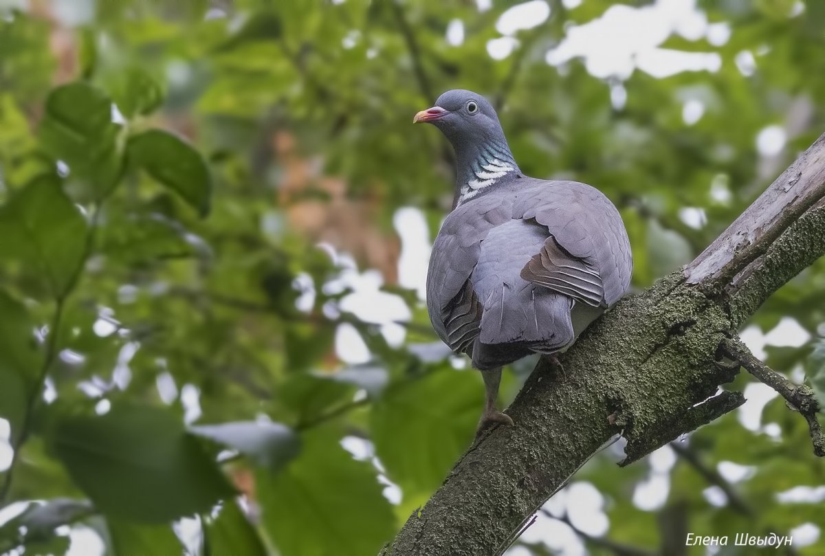 Вяхирь (Columba palumbus)