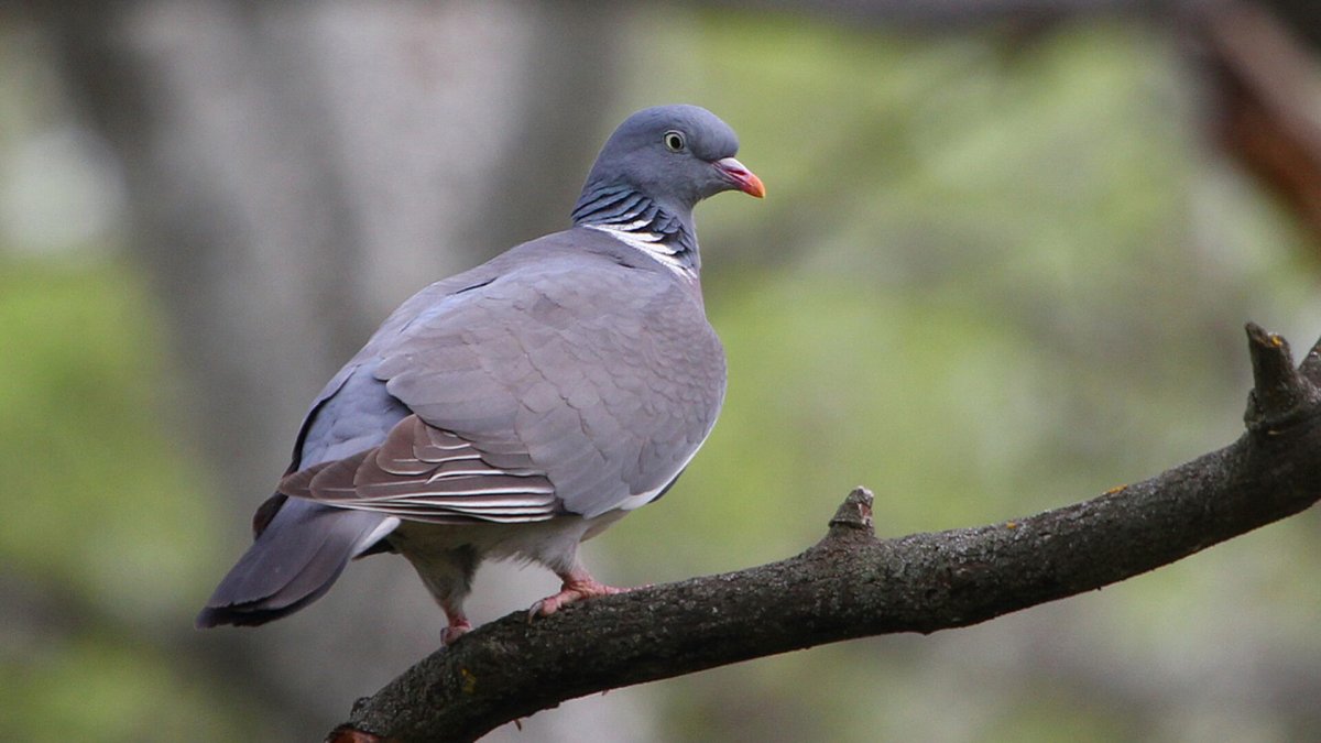 Голубь Columba palumbus