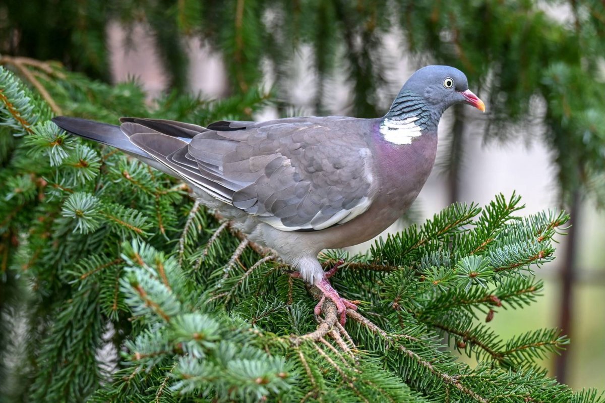 Дикий Лесной голубь витютень