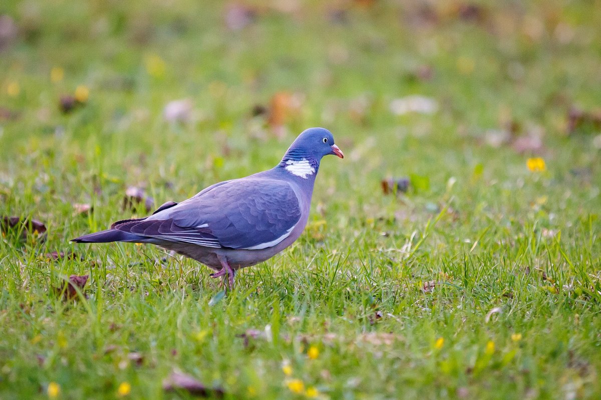 Птица вяхирь Брыкина Бора