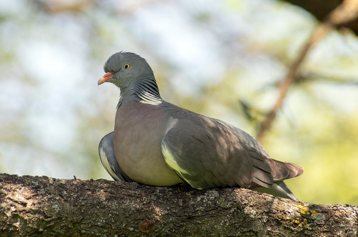 Вяхирь птица птенцы