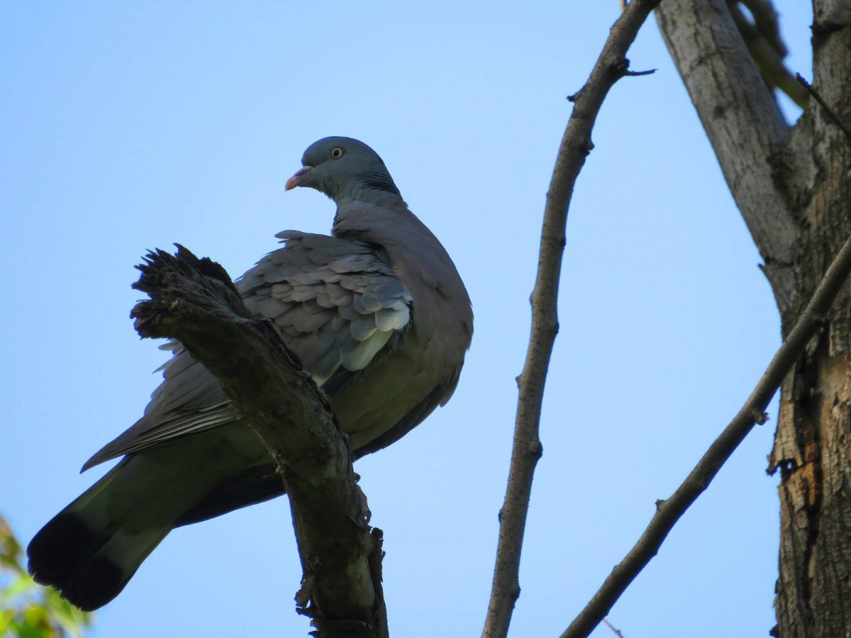 Вяхирь витютень