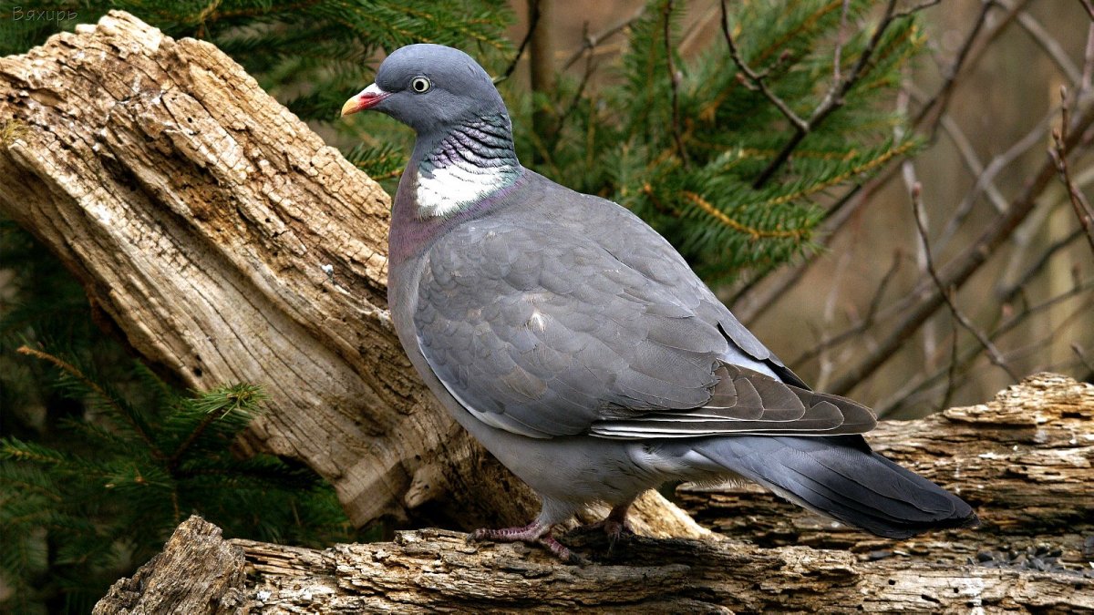 Лесной голубь вяхирь