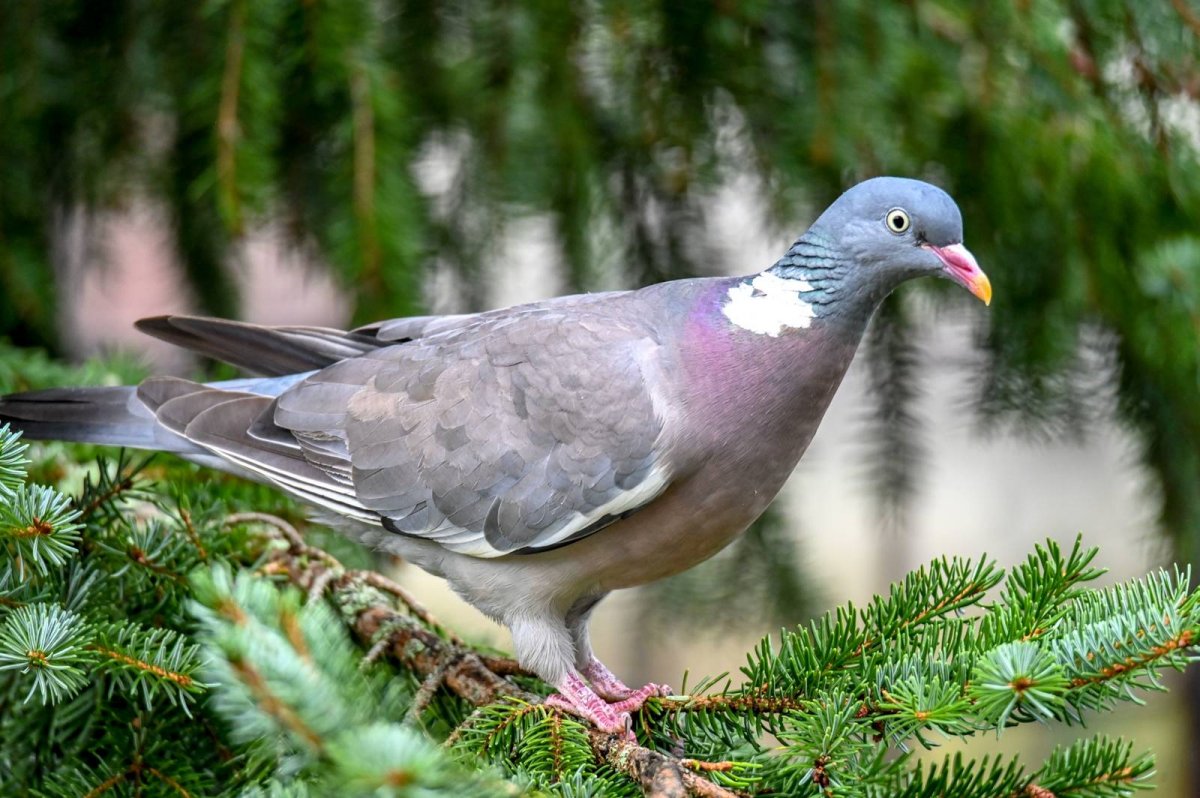 Голубь вяхирь расцветка
