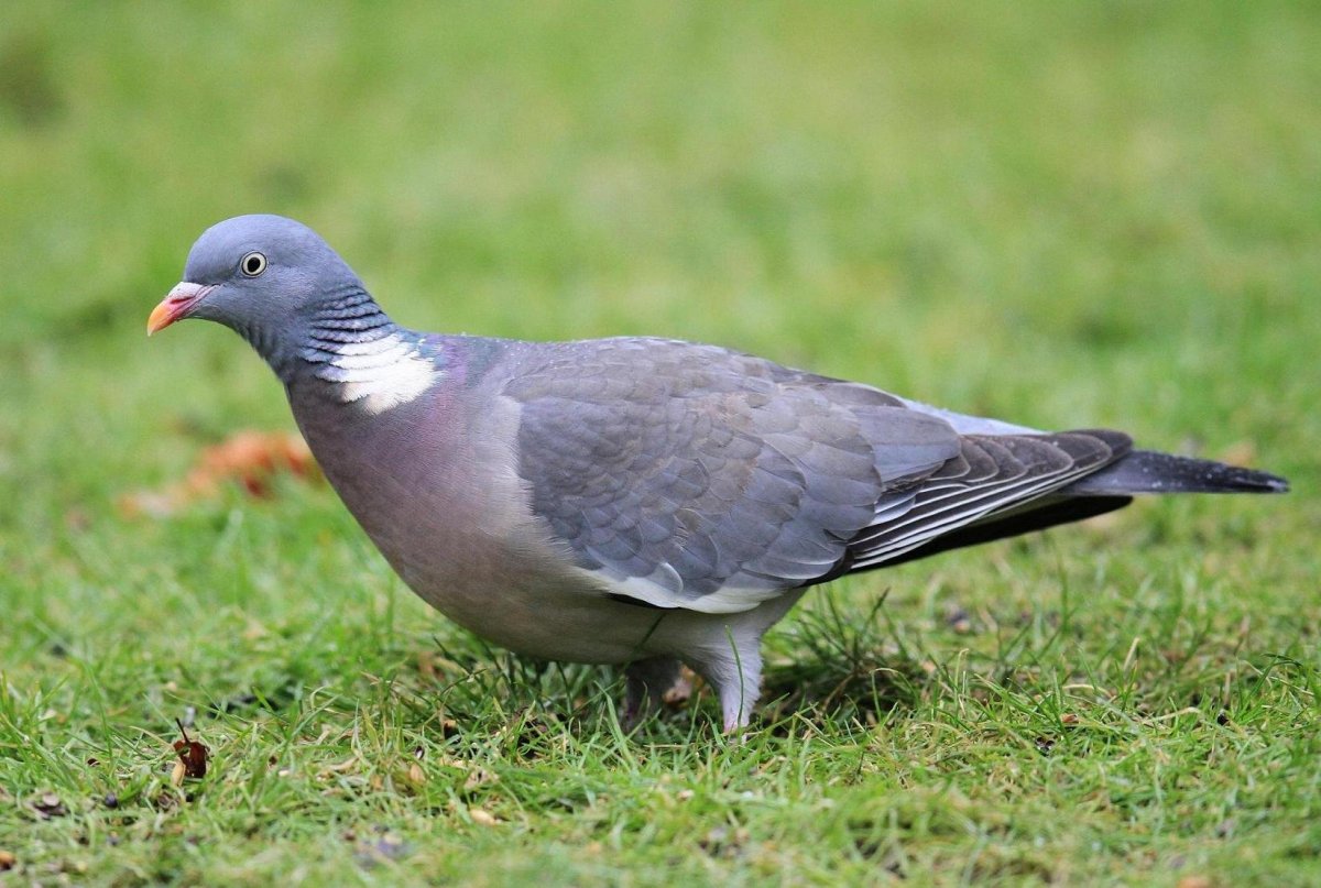 Вяхири в субтропиках