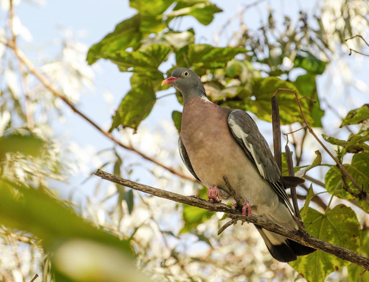 Вяхирь витютень