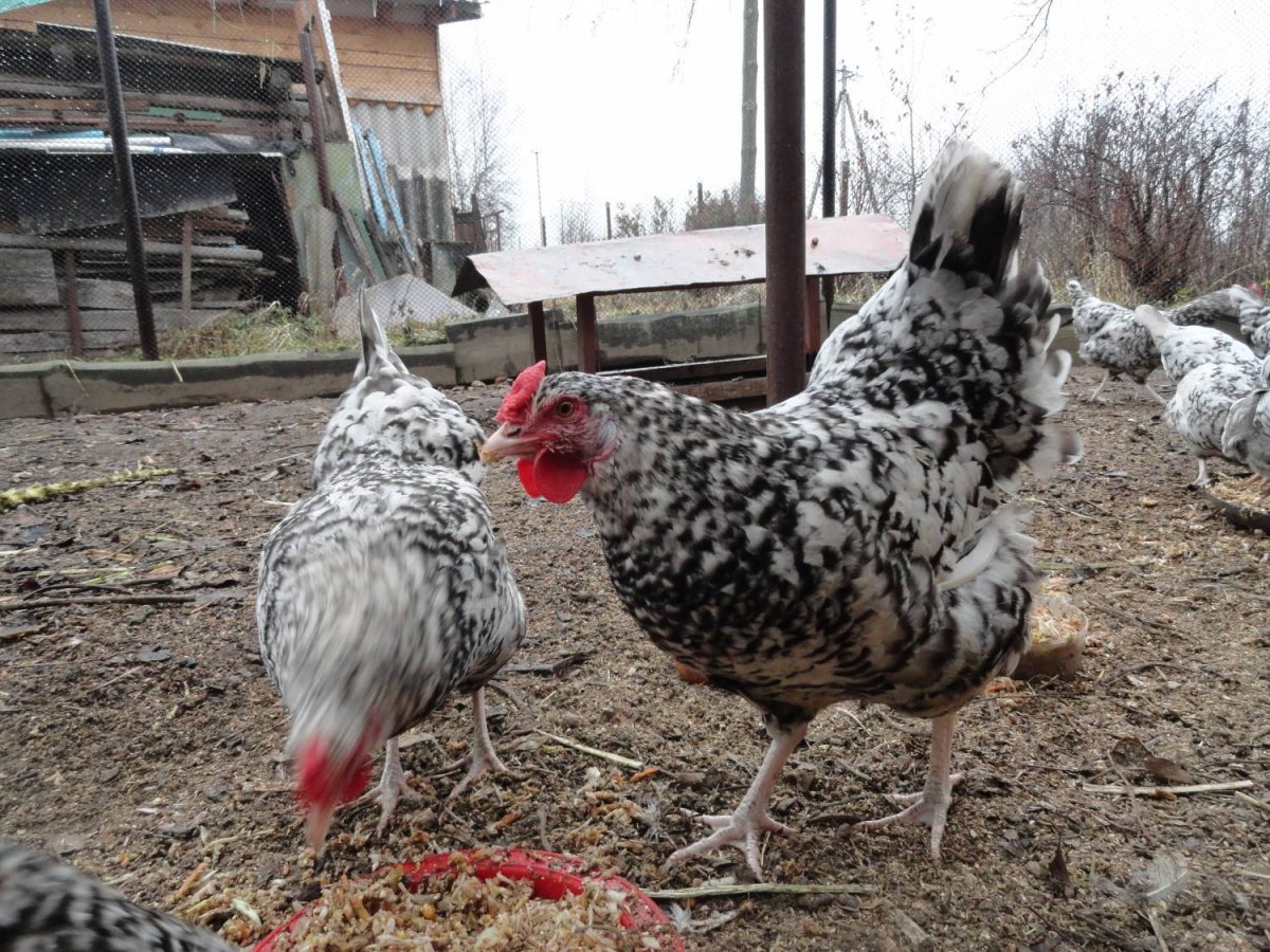 Пушкинская порода курей