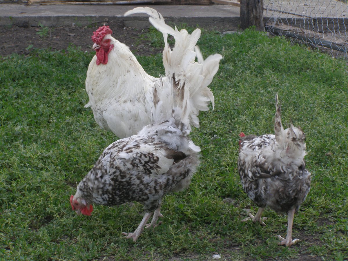 Пушкинская порода