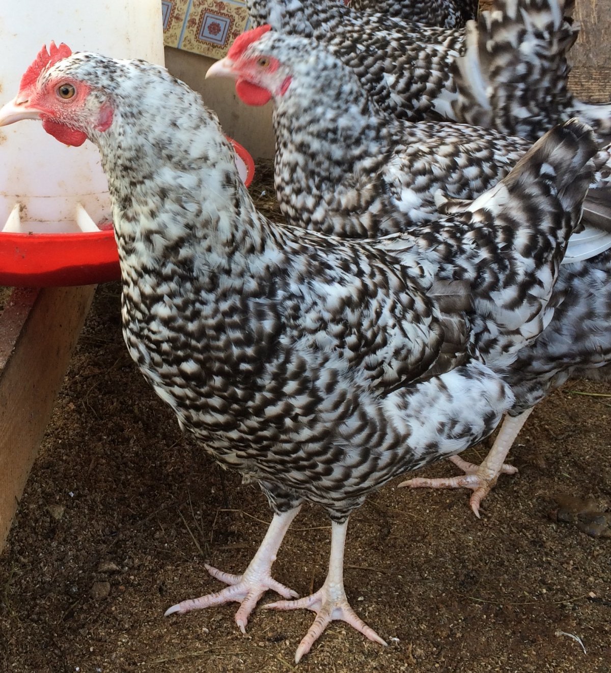 Пушкинская порода кур питерская