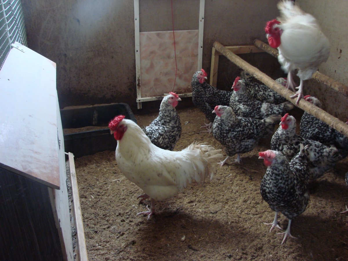 Пушкинская полосато-пестрая порода кур