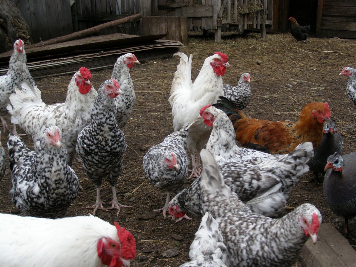 Пушкинская полосато-пестрая