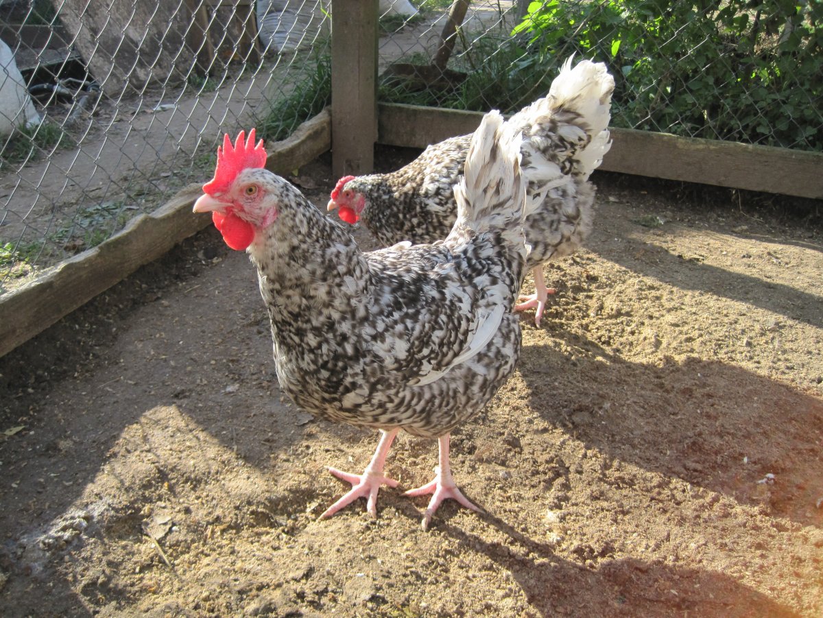 Куры Пушкинские яйценоскость