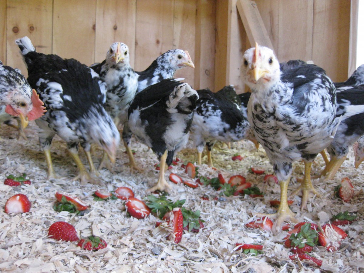 Пушкинская порода кур питерской селекции