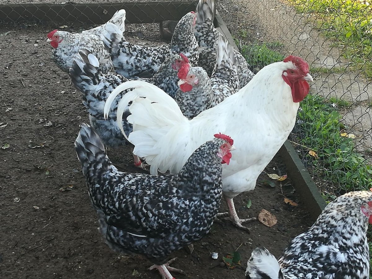 Пита Пинта Астуриана