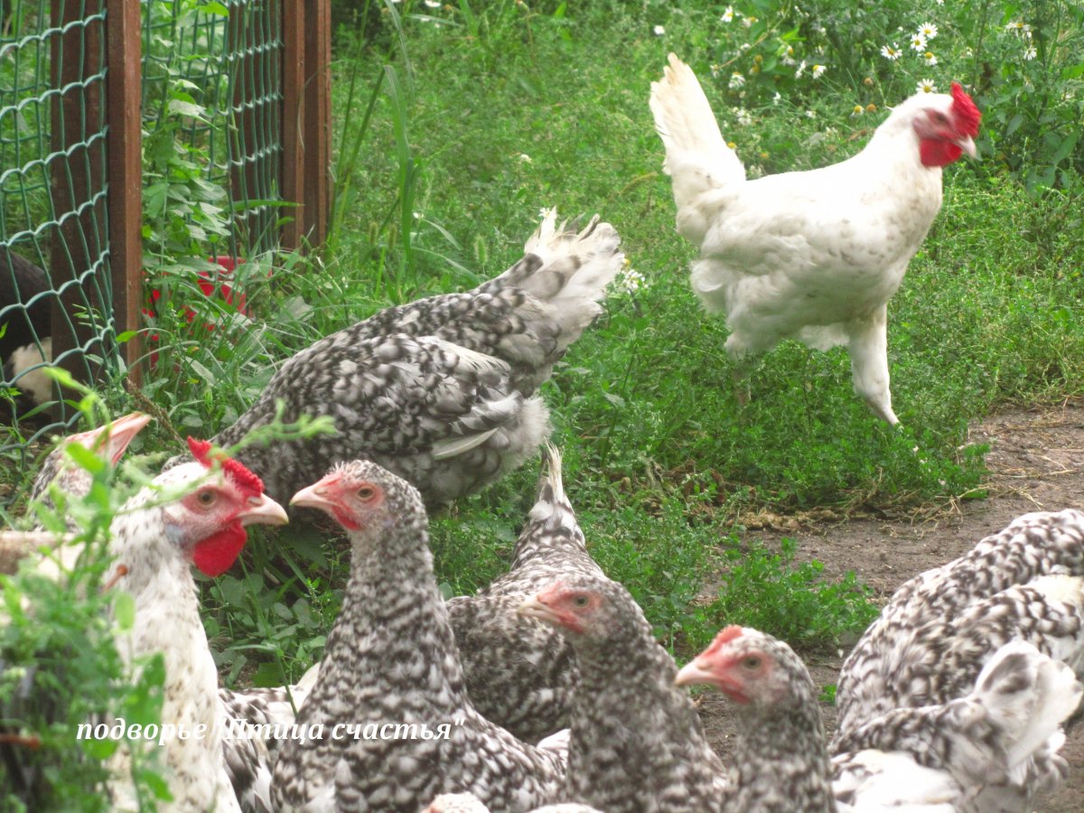 Пушкинцы куры