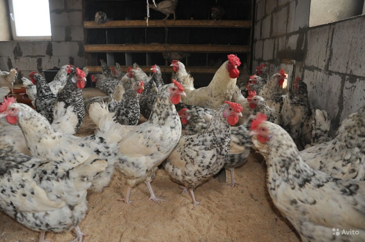 Пушкинская порода