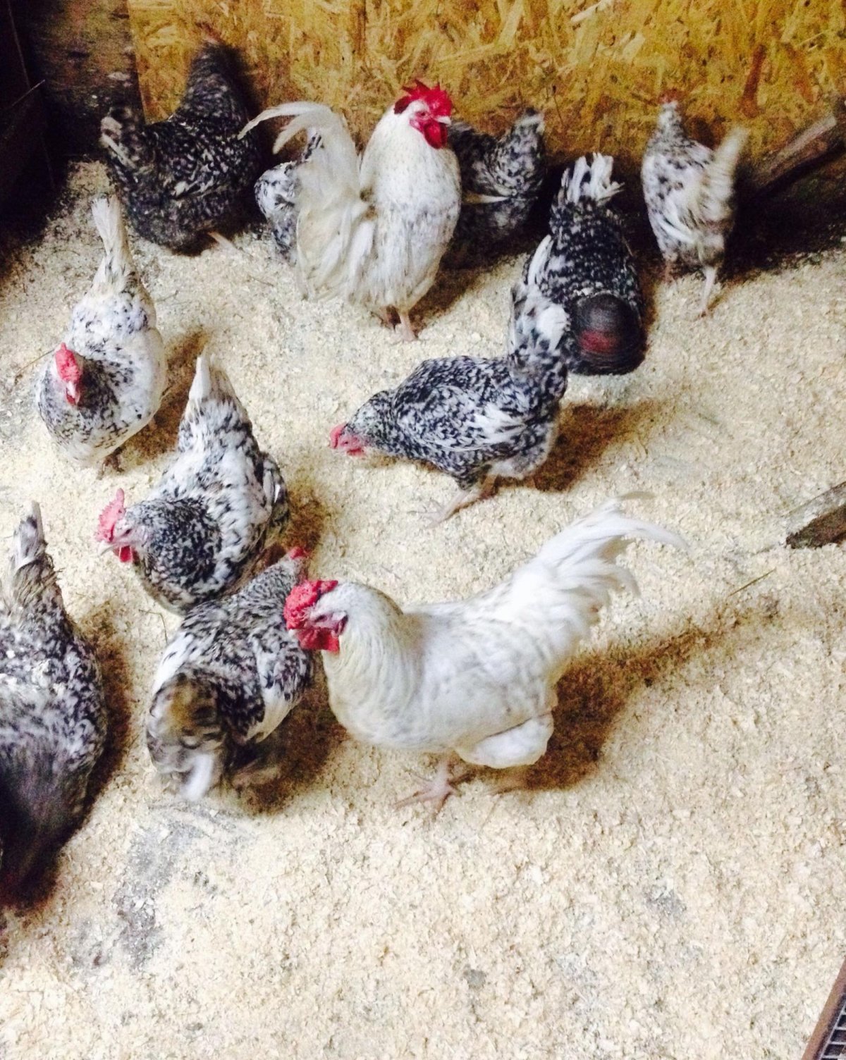 Куры молодки Пушкинские