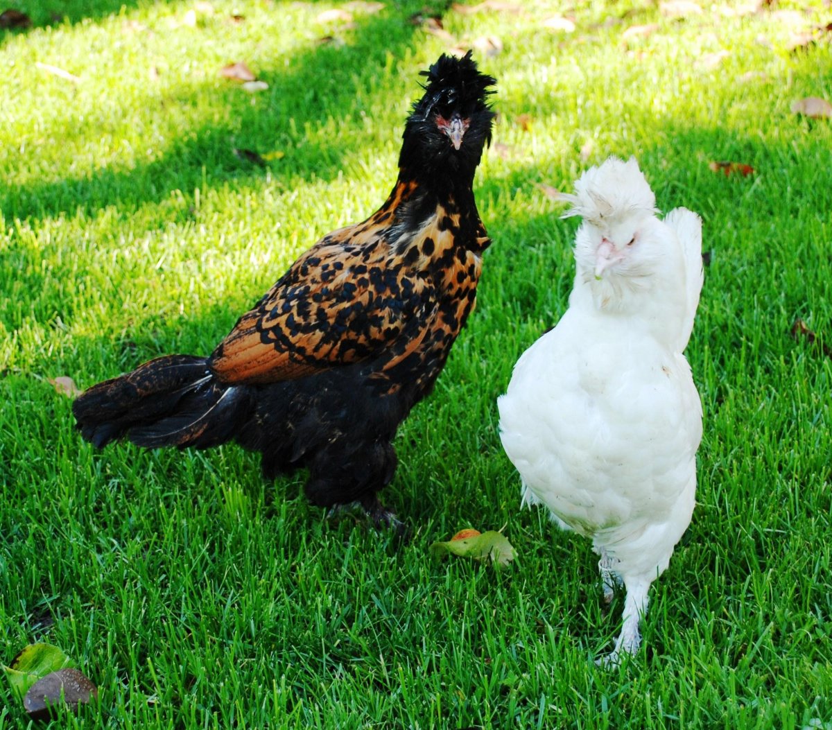 Орловская ситцевая порода