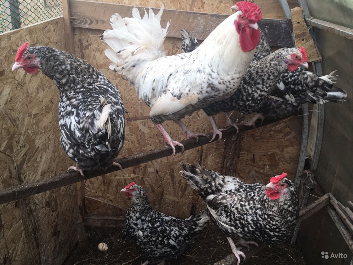 Пушкинские цыплята