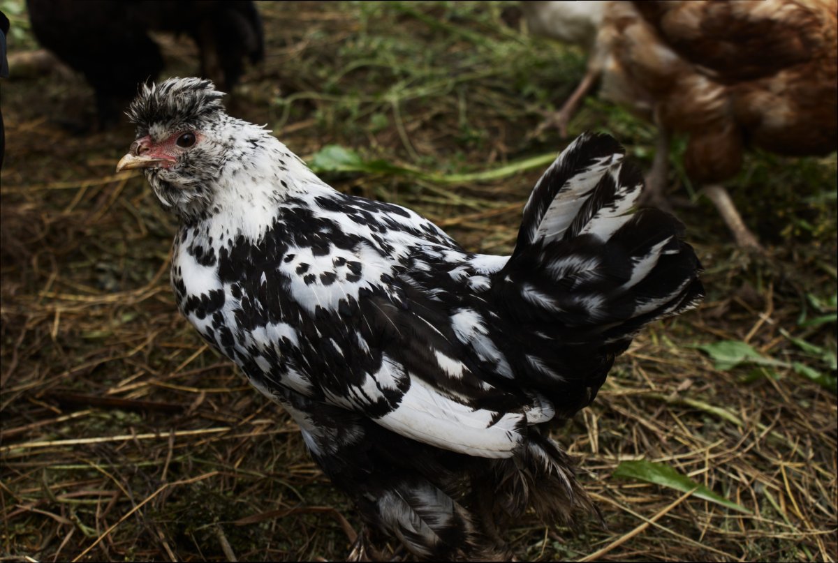 Пушкинская полосато-пестрая порода кур
