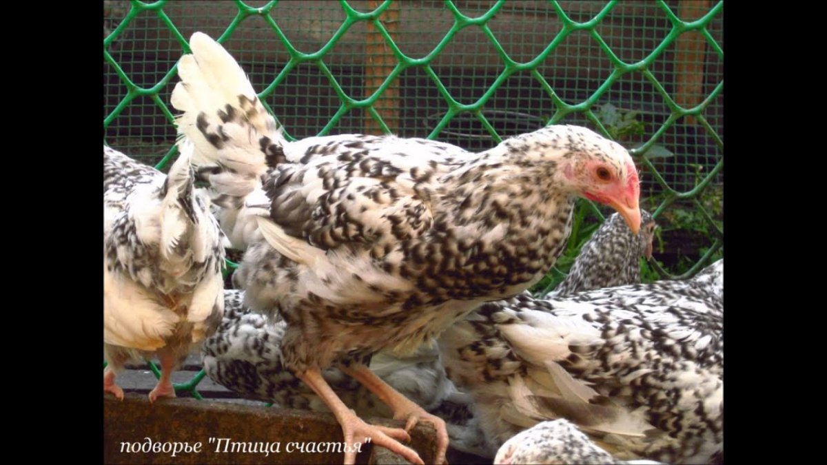 Мехеленская Кукушка редкие окрасы