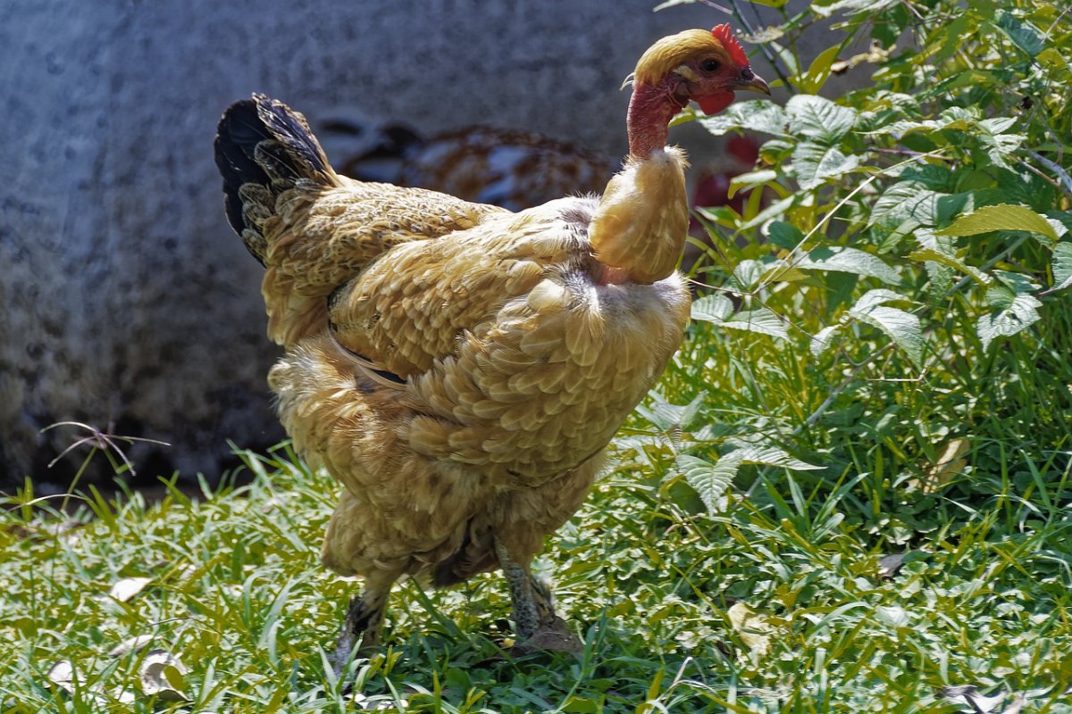 Пушкинская порода кур