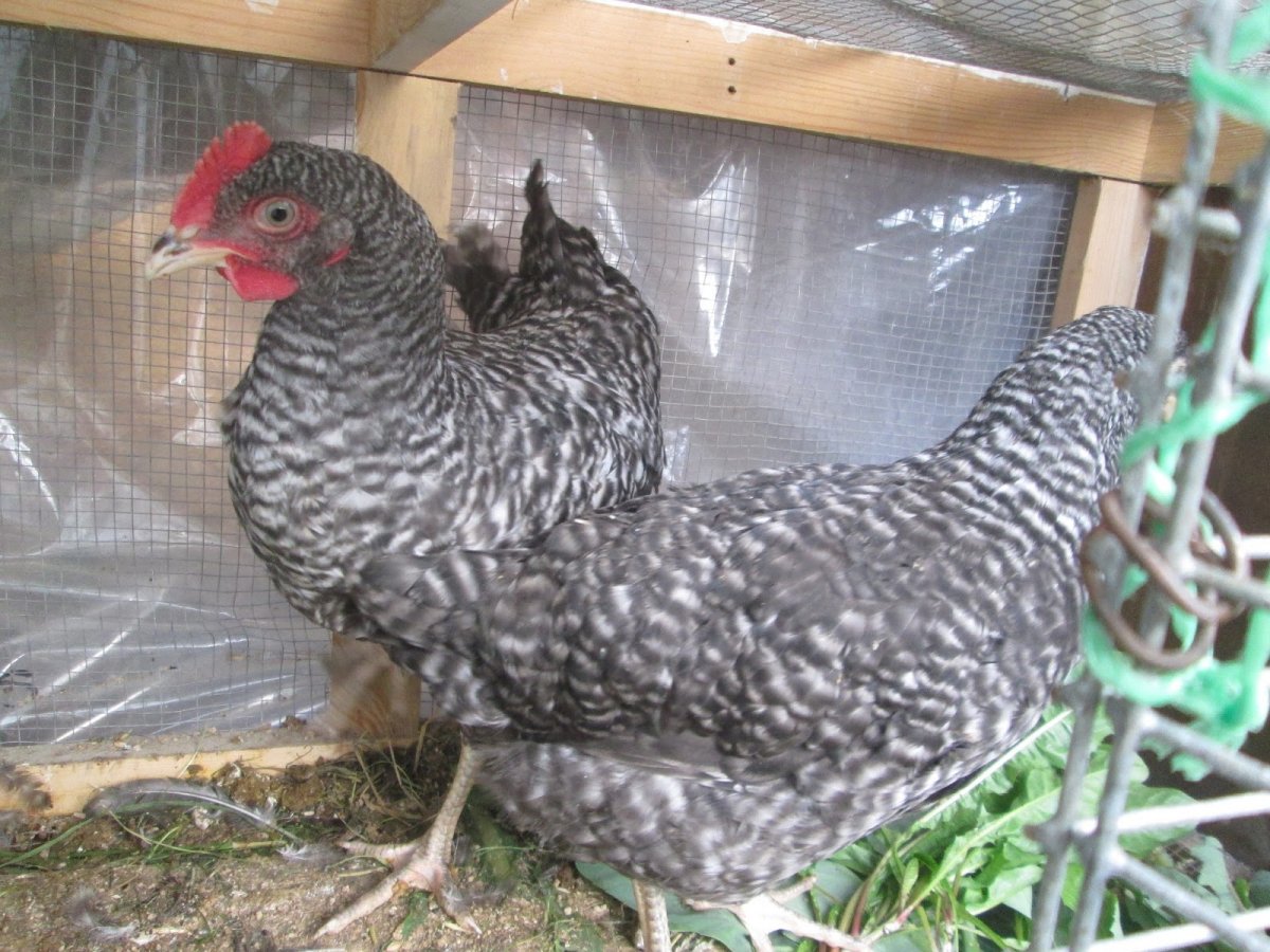 Порода Бентам Сплеш