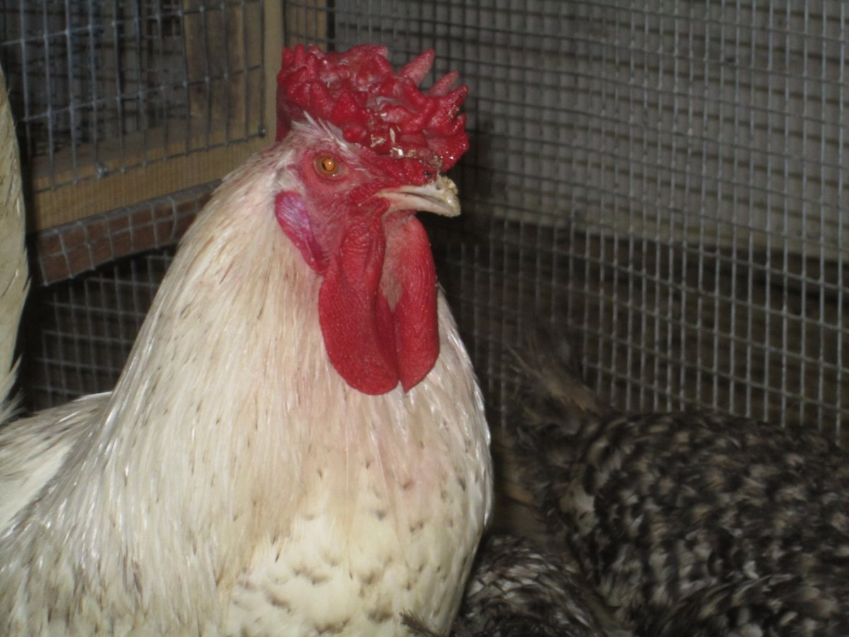 Андалузская голубая курица