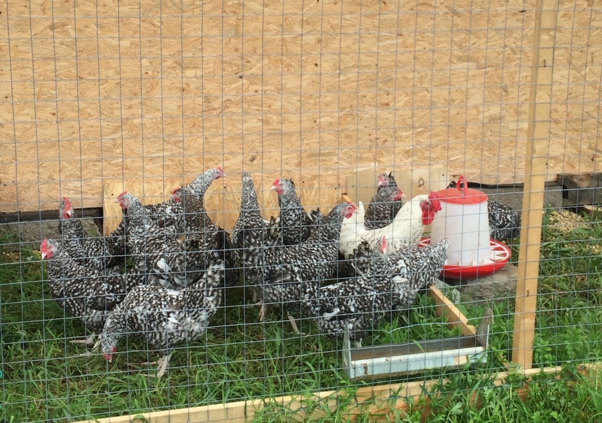 Кросс Хайсекс Браун